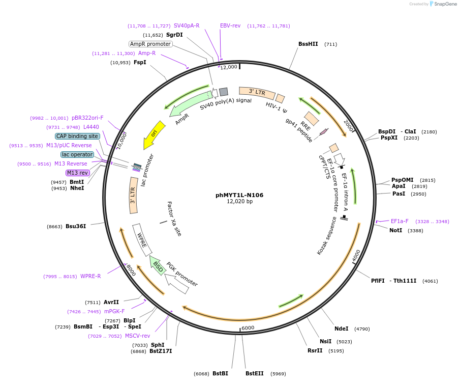 31782-plasmid-map-sequence-id-35887
