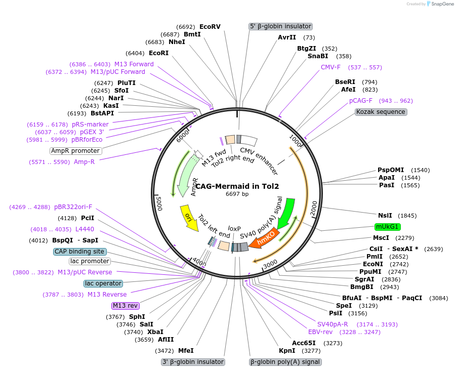 182578-plasmid-map-sequence-id-358930