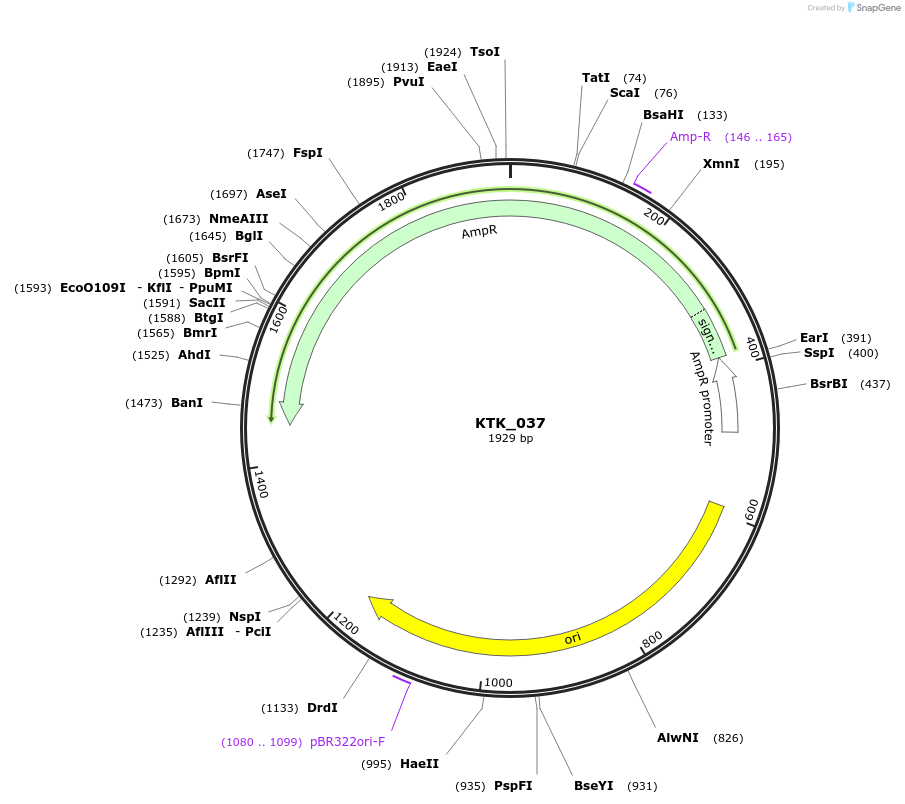 180559-plasmid-map-sequence-id-358946