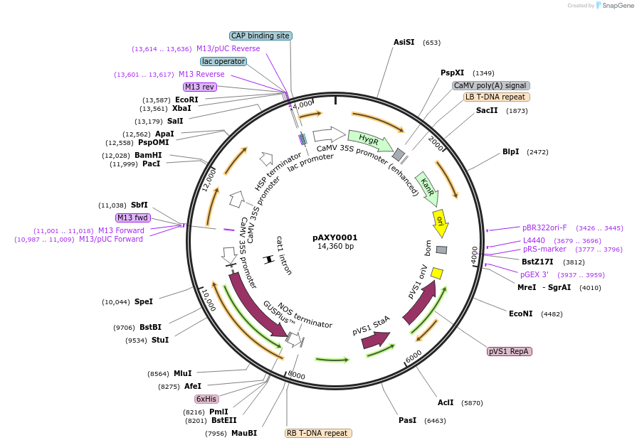 179834-plasmid-map-sequence-id-358947
