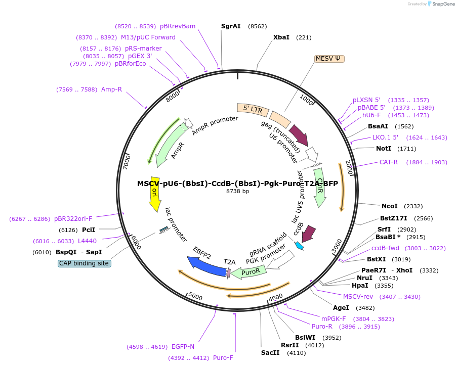 86457-plasmid-map-sequence-id-358949