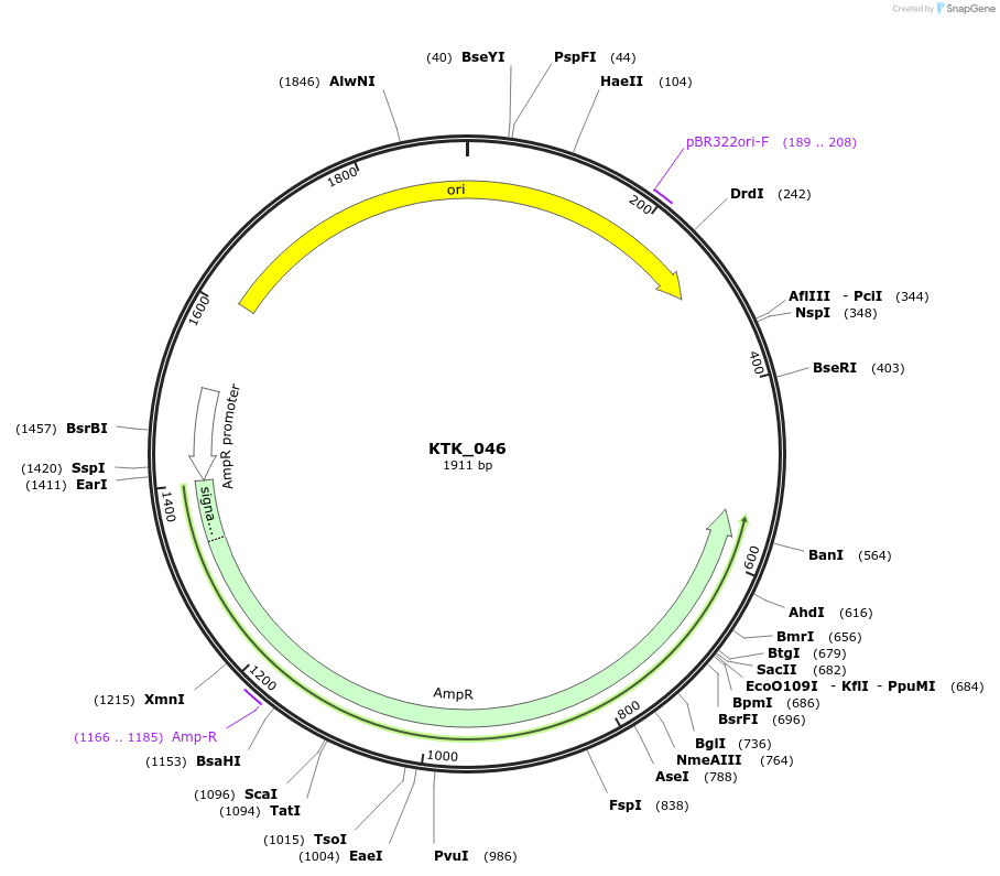 180544-plasmid-map-sequence-id-358954