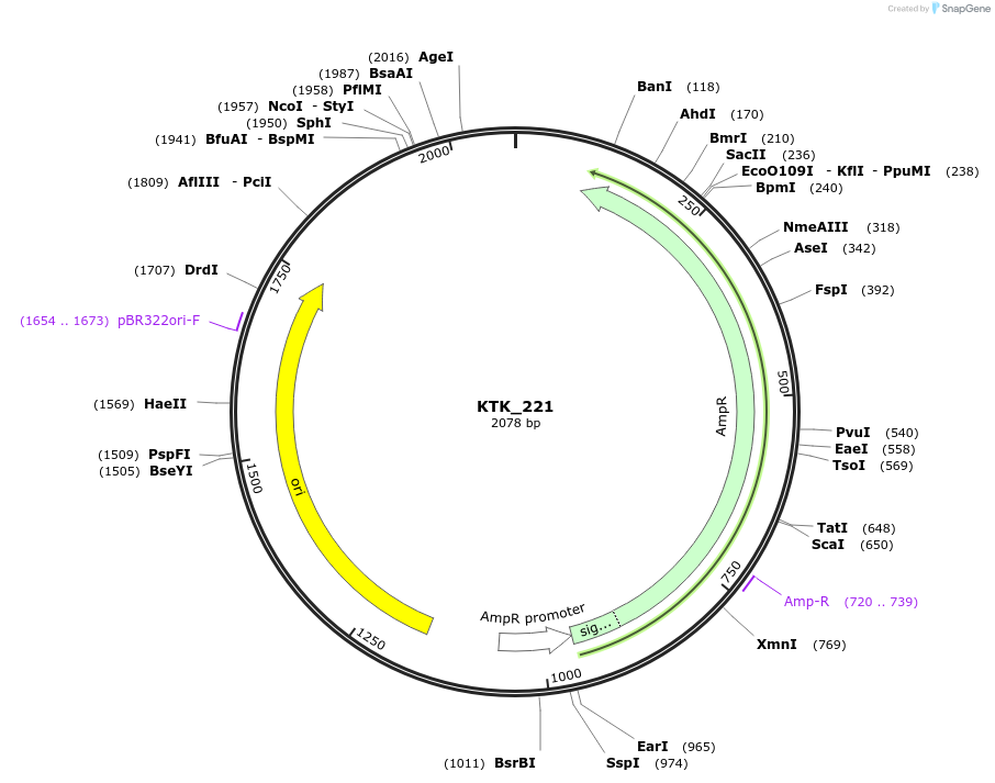 180536-plasmid-map-sequence-id-358955