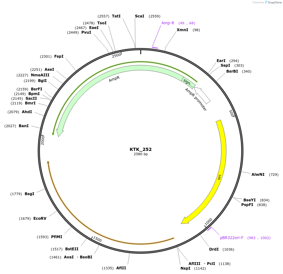 180553-plasmid-map-sequence-id-358957