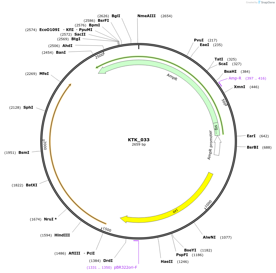 180545-plasmid-map-sequence-id-358958