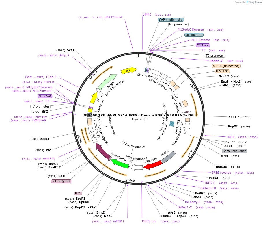 181977-plasmid-map-sequence-id-358960