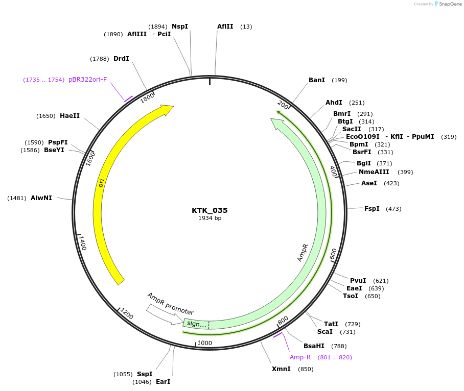 180557-plasmid-map-sequence-id-358963