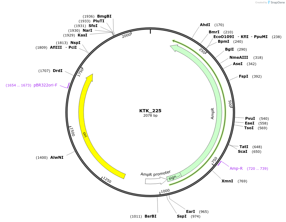 180539-plasmid-map-sequence-id-358966