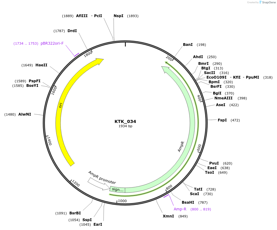 180526-plasmid-map-sequence-id-358967