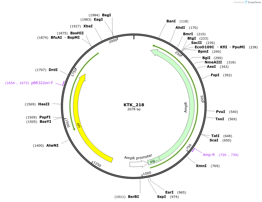 180533-plasmid-map-sequence-id-358972