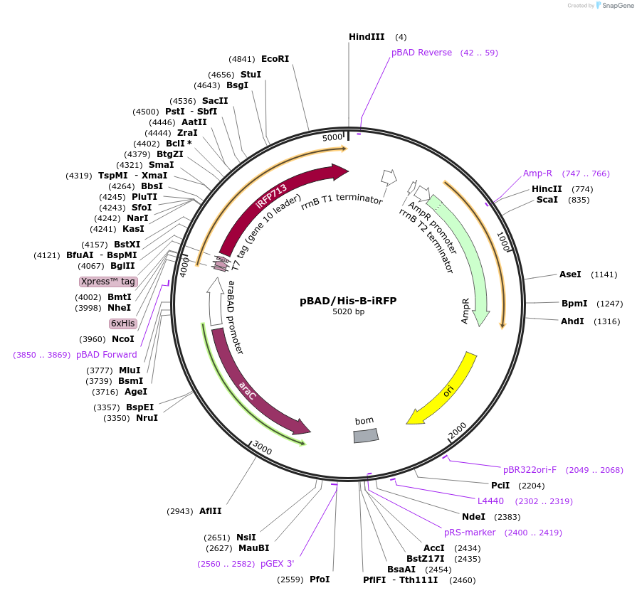 31855-plasmid-map-sequence-id-35909