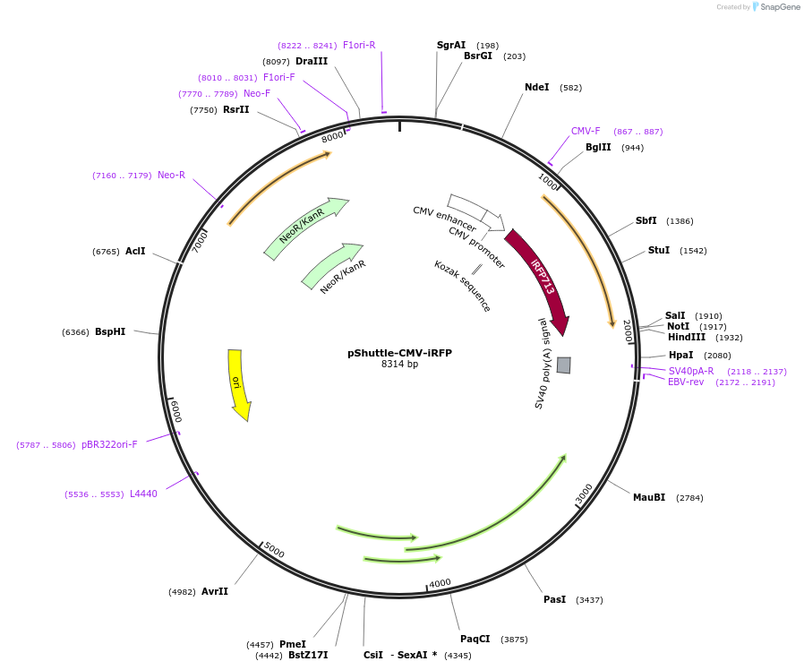 31856-plasmid-map-sequence-id-35914