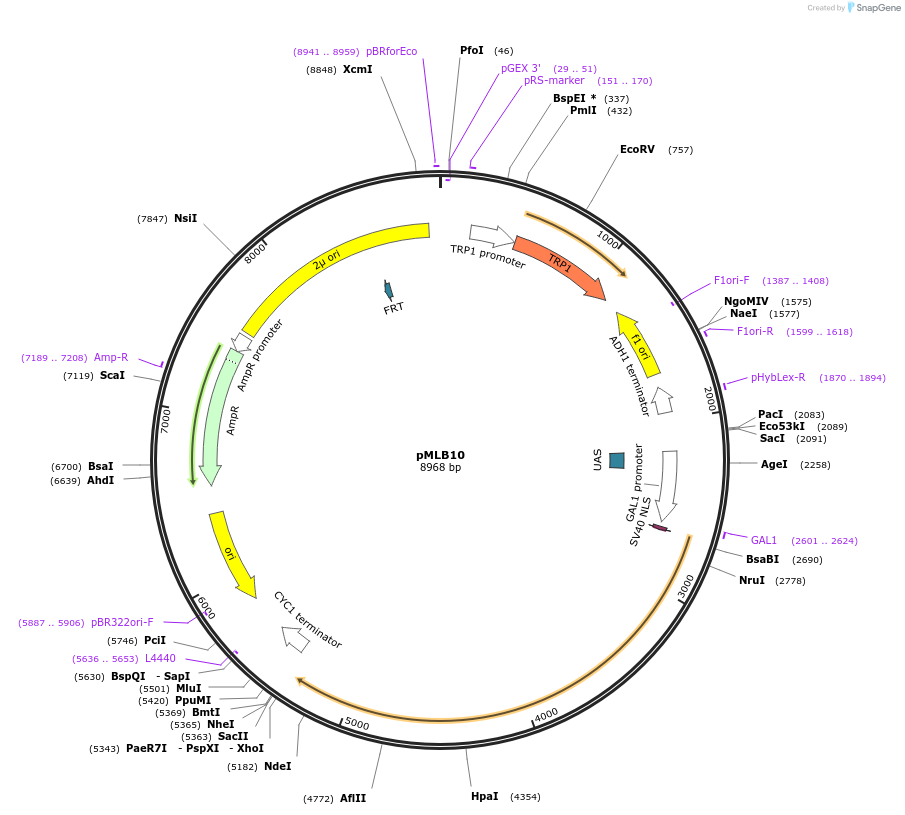 177273-plasmid-map-sequence-id-359389