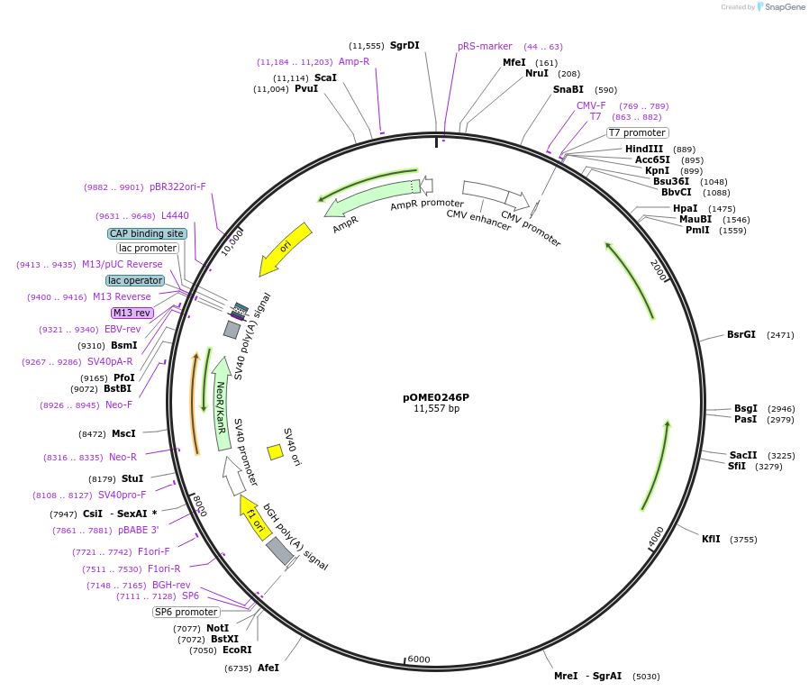 182608-plasmid-map-sequence-id-359395