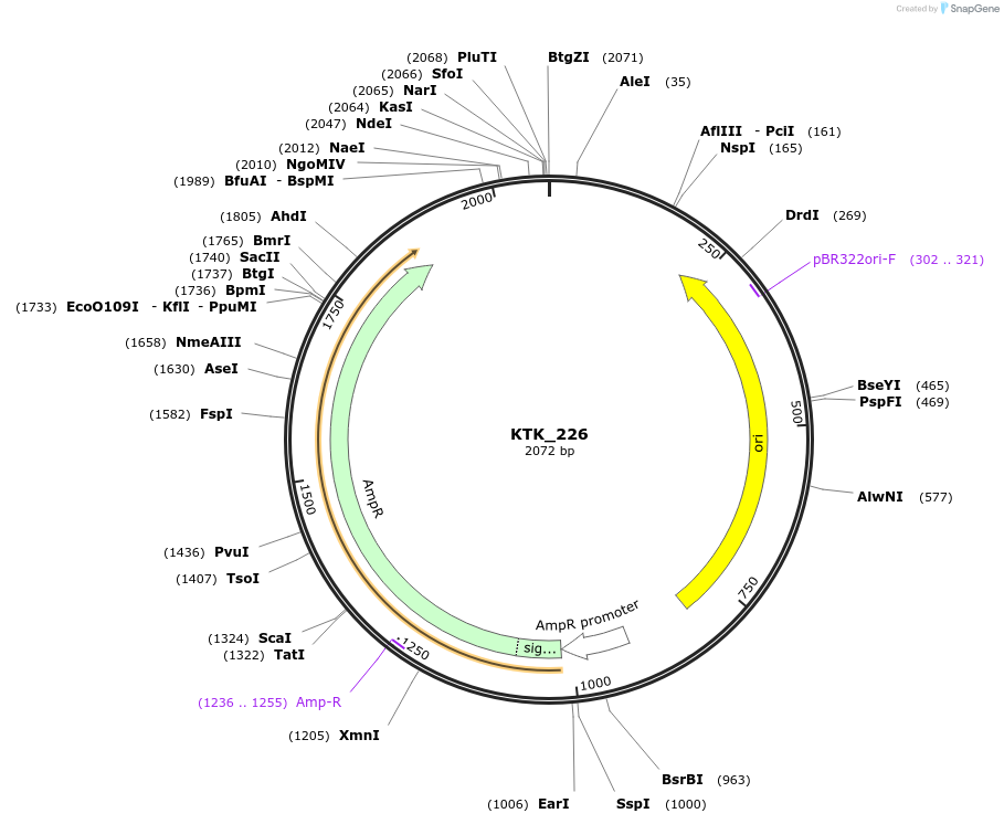 180552-plasmid-map-sequence-id-359396