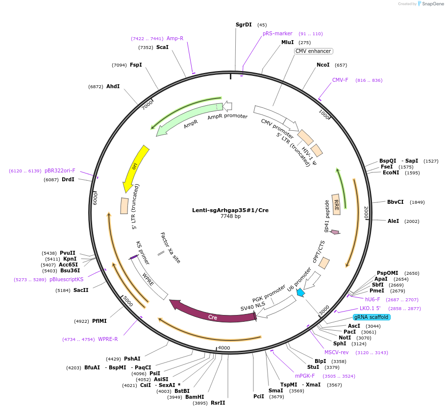 173569-plasmid-map-sequence-id-359397