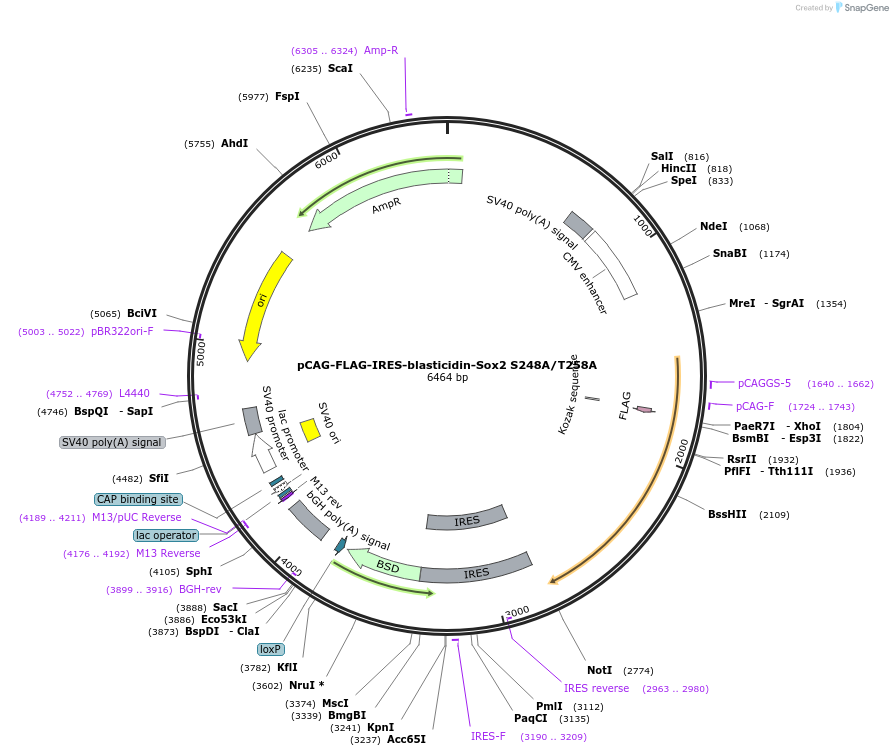 182049-plasmid-map-sequence-id-359407