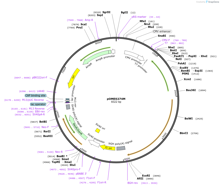 182612-plasmid-map-sequence-id-359419