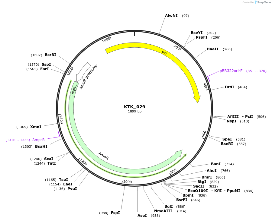 180542-plasmid-map-sequence-id-359423