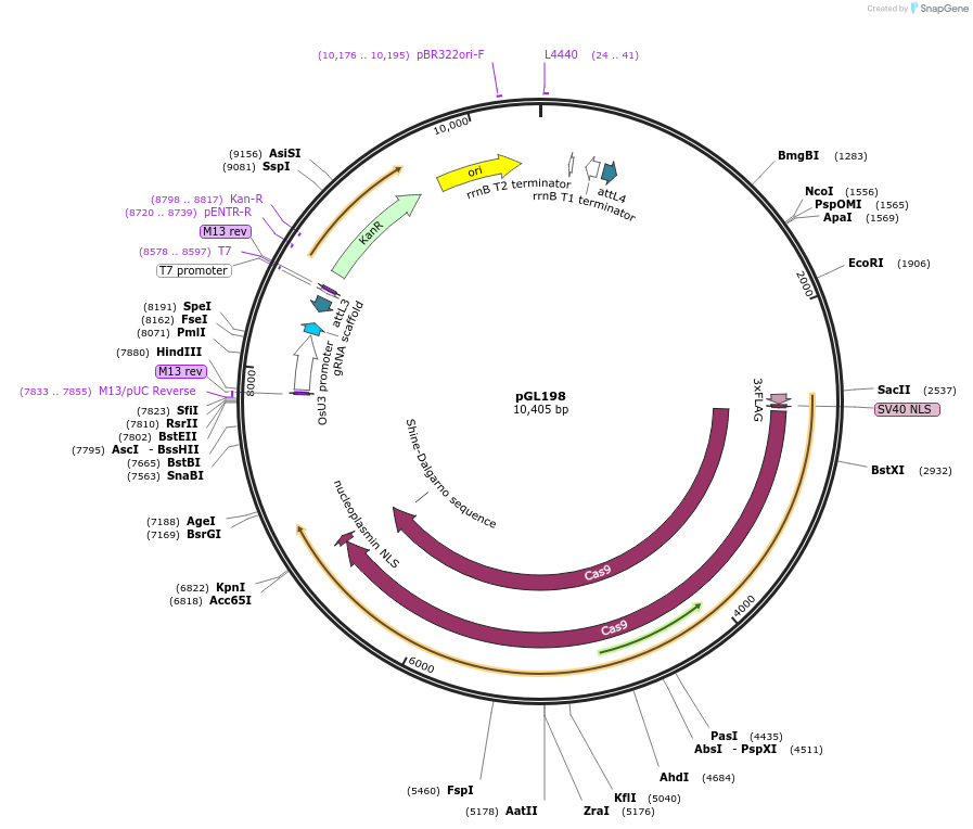 180472-plasmid-map-sequence-id-359424