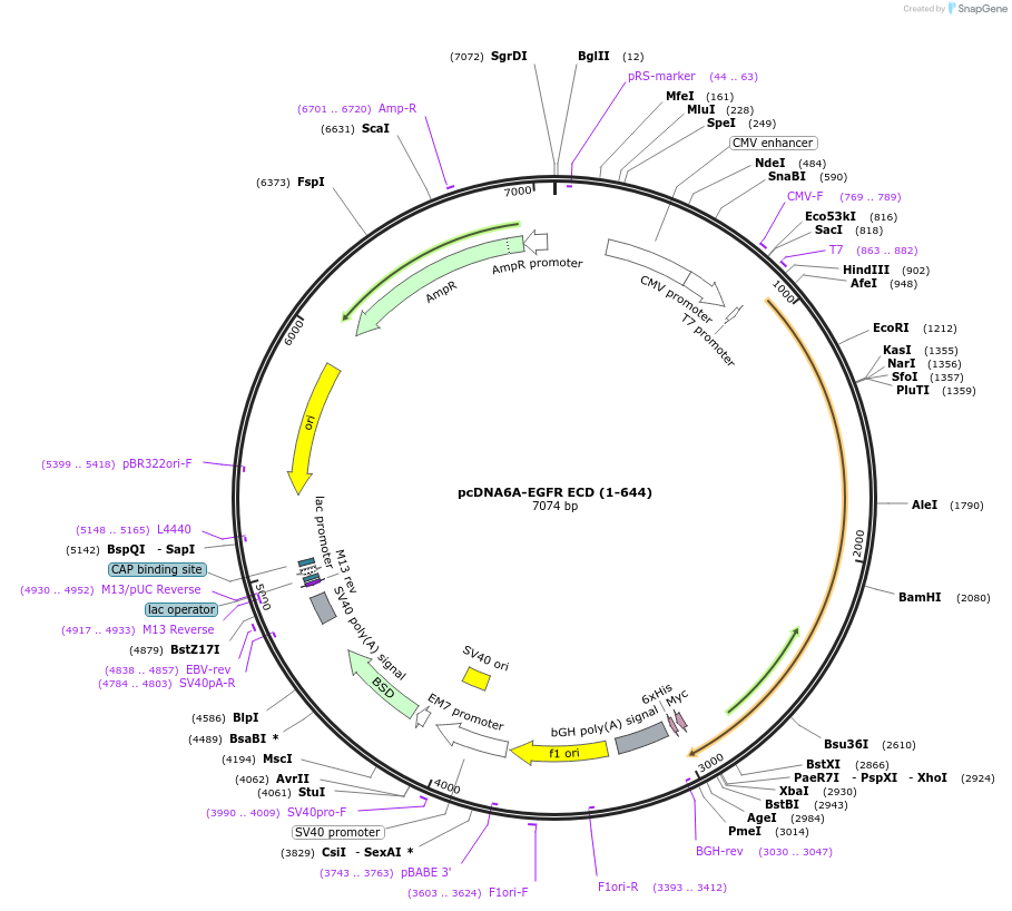 42666-plasmid-map-sequence-id-359427