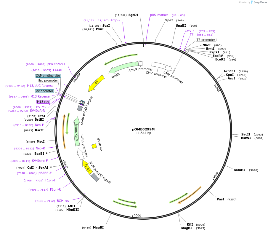 182627-plasmid-map-sequence-id-359429