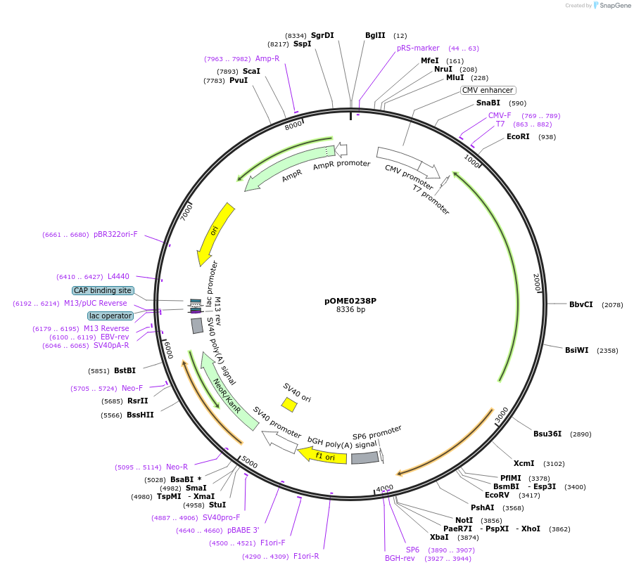 182600-plasmid-map-sequence-id-359430