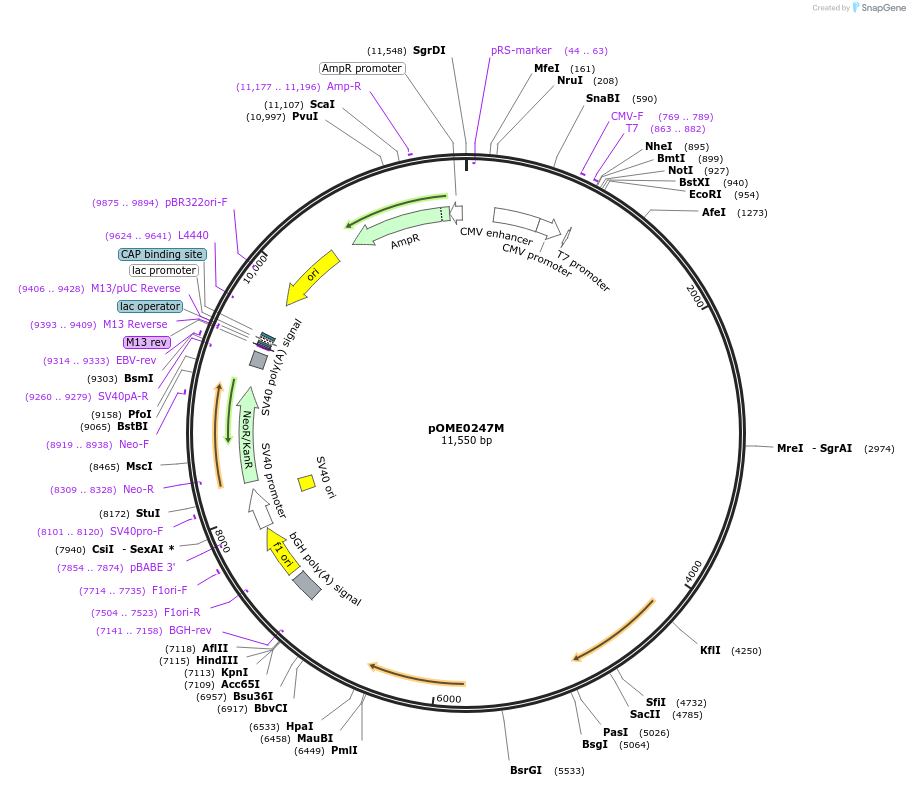 182609-plasmid-map-sequence-id-359438