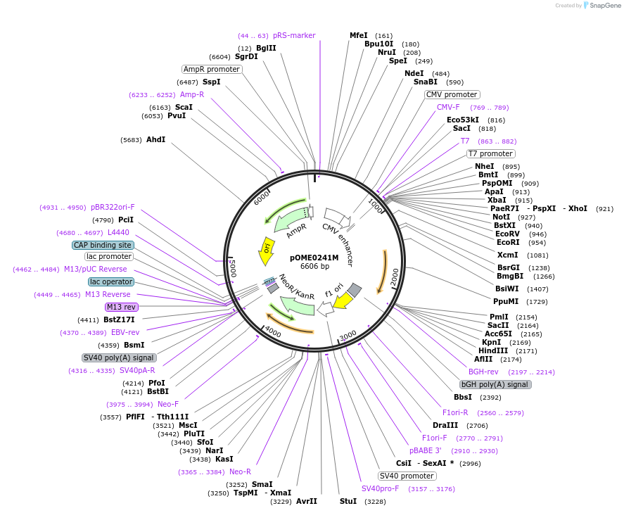 182603-plasmid-map-sequence-id-359441