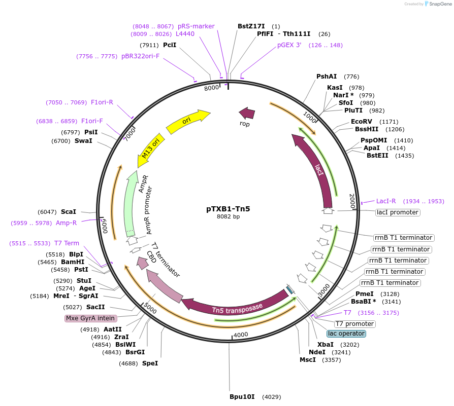 60240-plasmid-map-sequence-id-359442