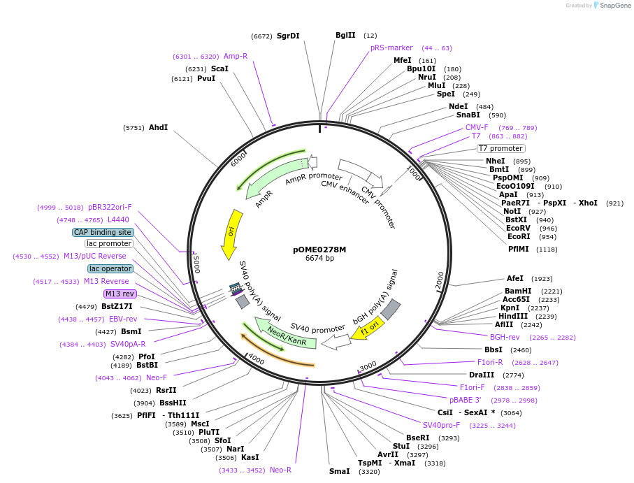 182616-plasmid-map-sequence-id-359445