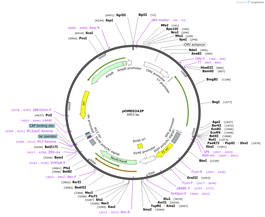 182604-plasmid-map-sequence-id-359447