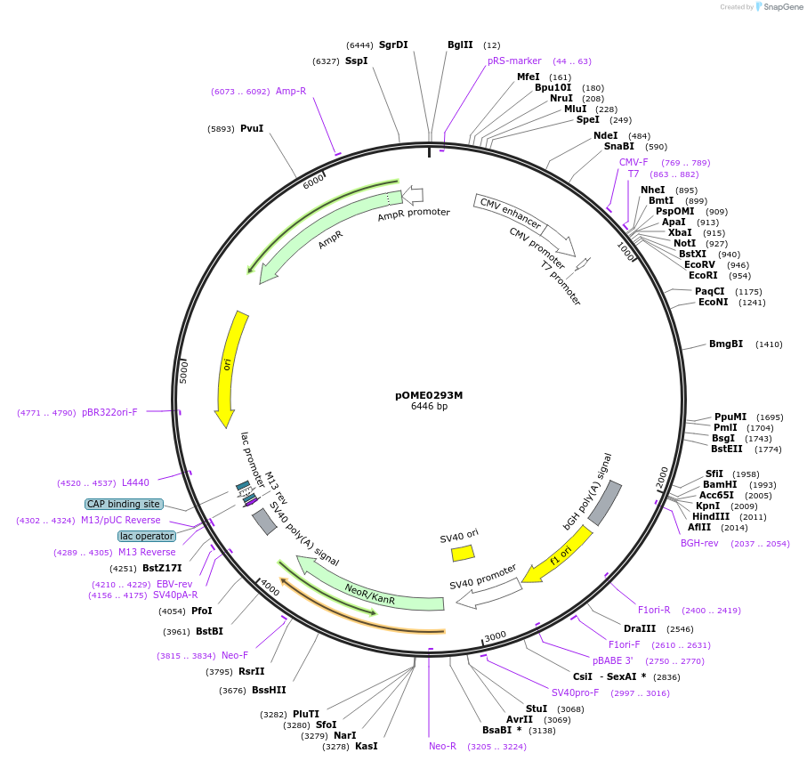 182622-plasmid-map-sequence-id-359451