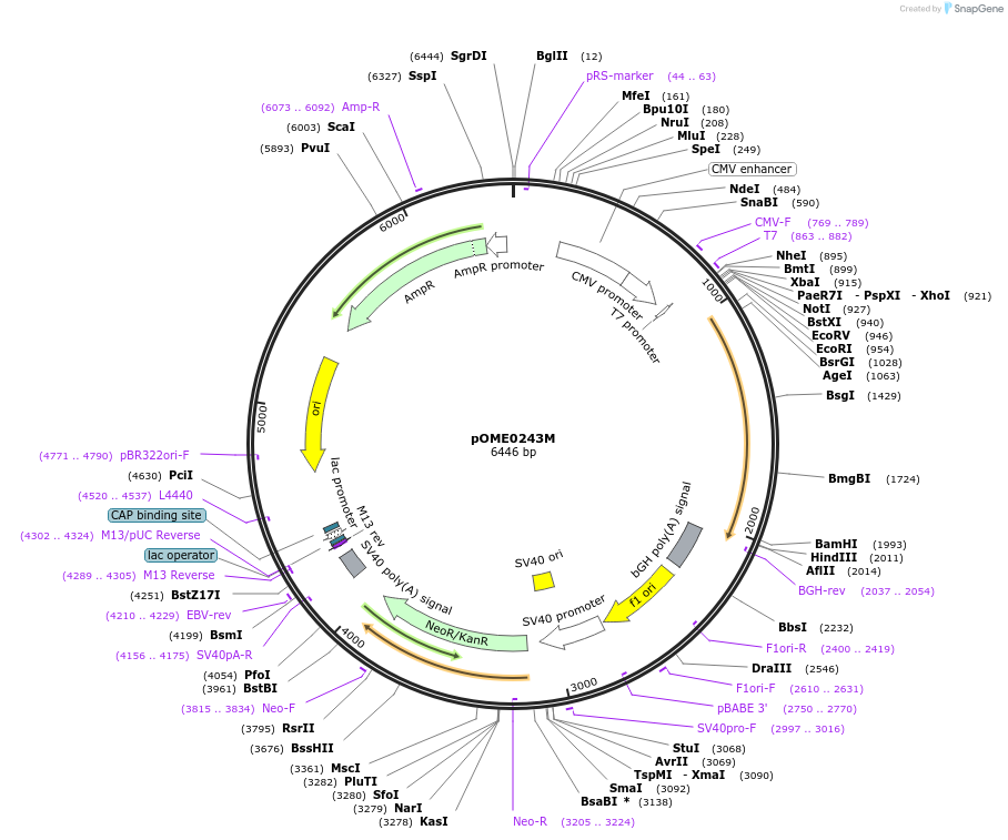 182605-plasmid-map-sequence-id-359452