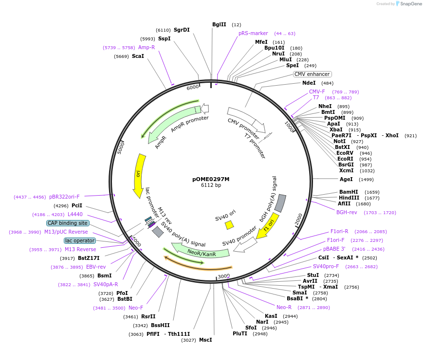 182626-plasmid-map-sequence-id-359454