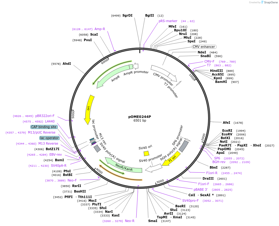182606-plasmid-map-sequence-id-359455