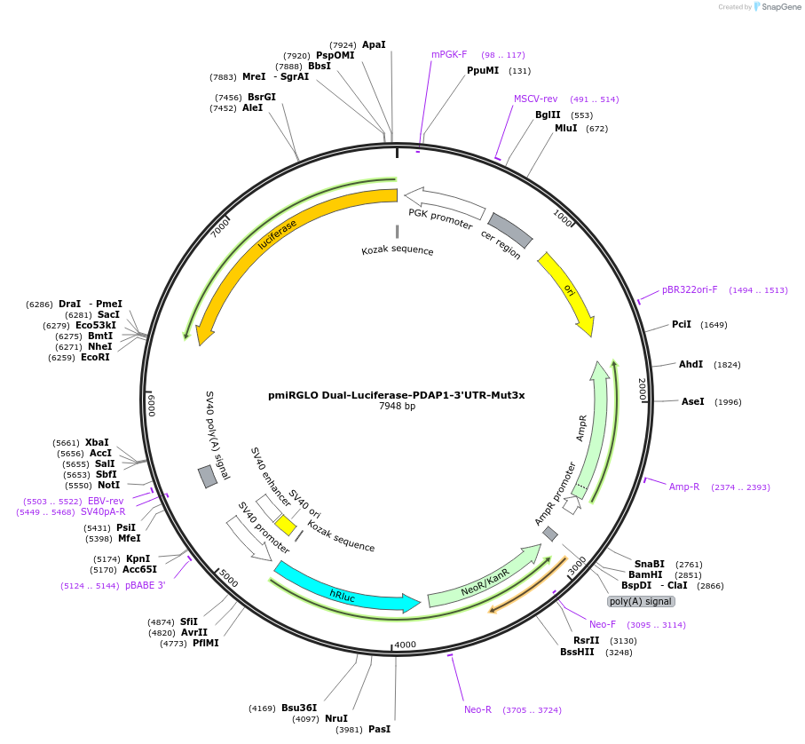 182255-plasmid-map-sequence-id-359475