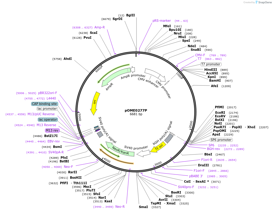 182615-plasmid-map-sequence-id-359480