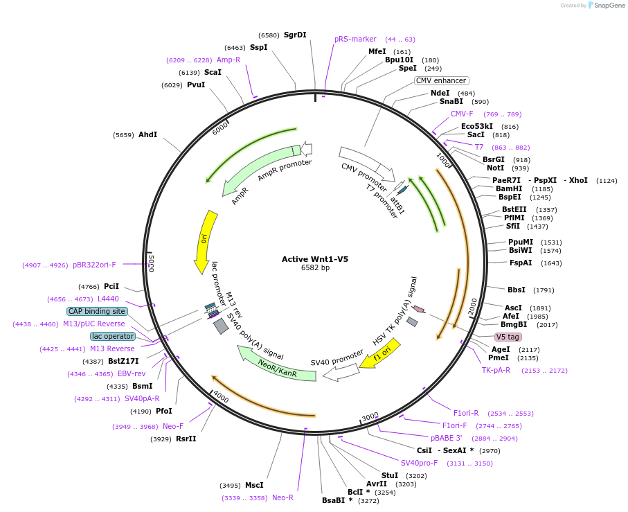43807-plasmid-map-sequence-id-359487
