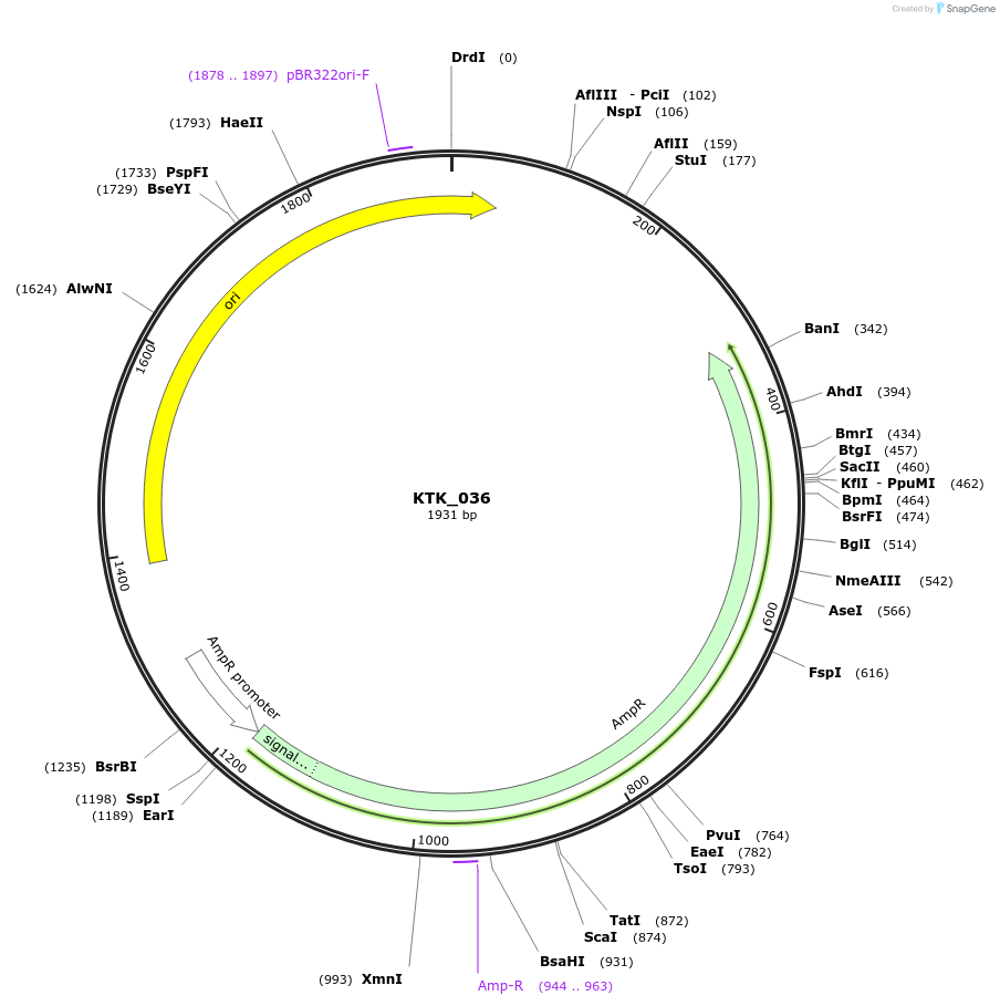 180558-plasmid-map-sequence-id-359488