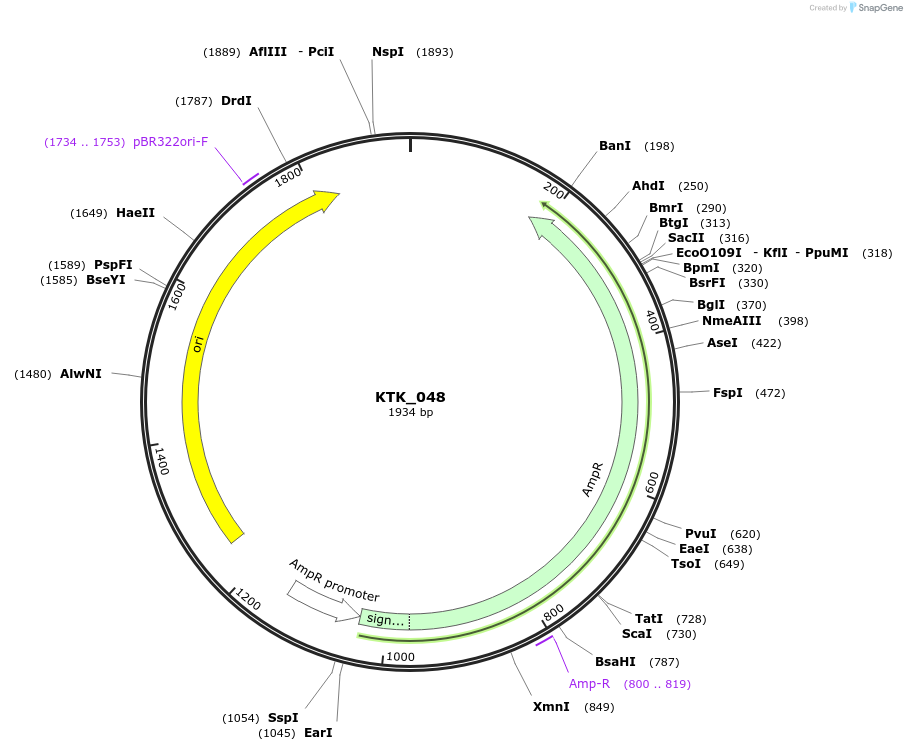 180564-plasmid-map-sequence-id-359490