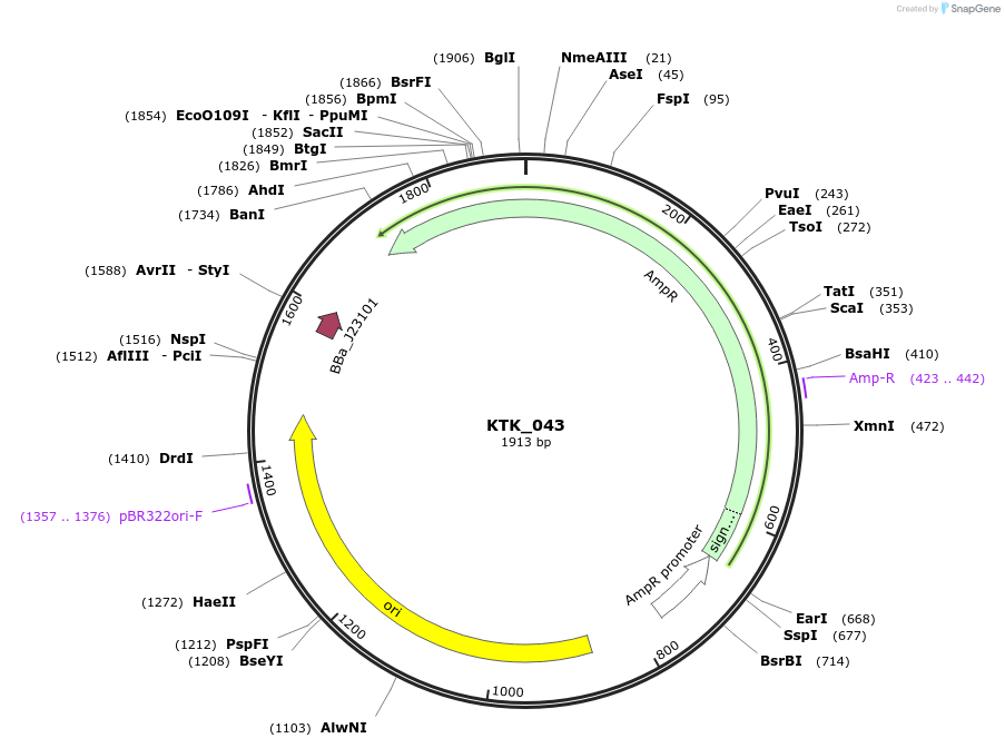 180531-plasmid-map-sequence-id-359491