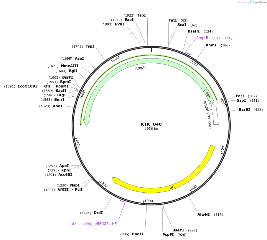 180562-plasmid-map-sequence-id-359512