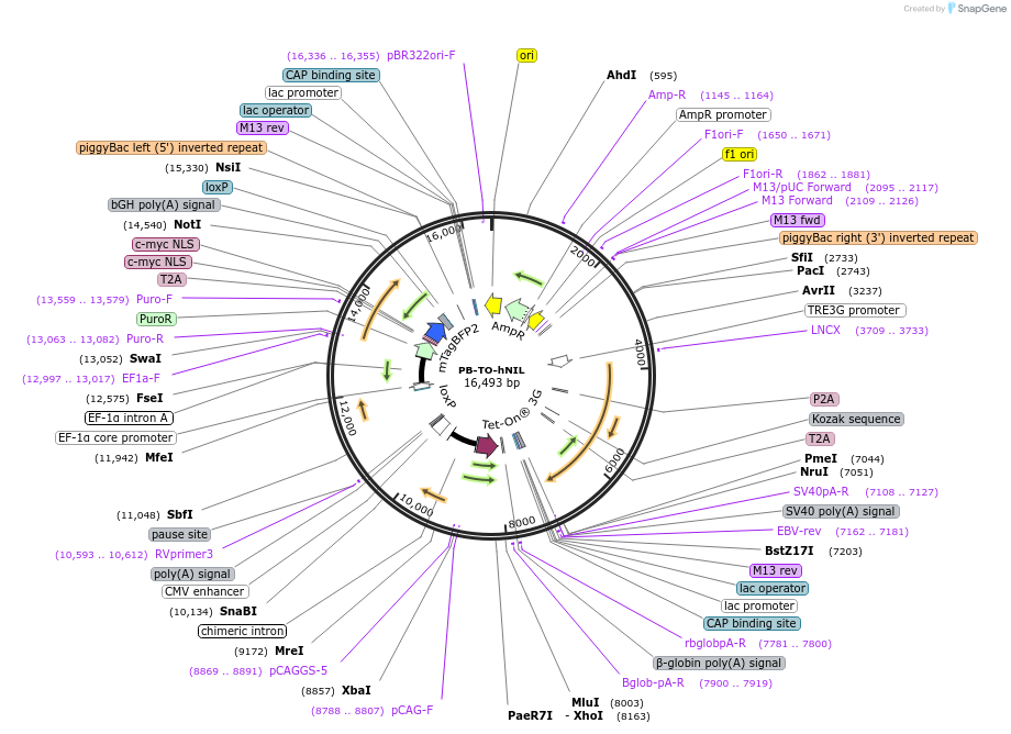 172113-plasmid-map-sequence-id-359519