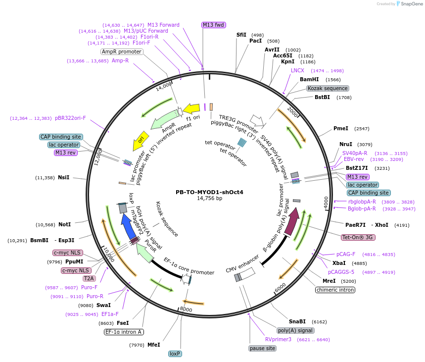 182309-plasmid-map-sequence-id-359523