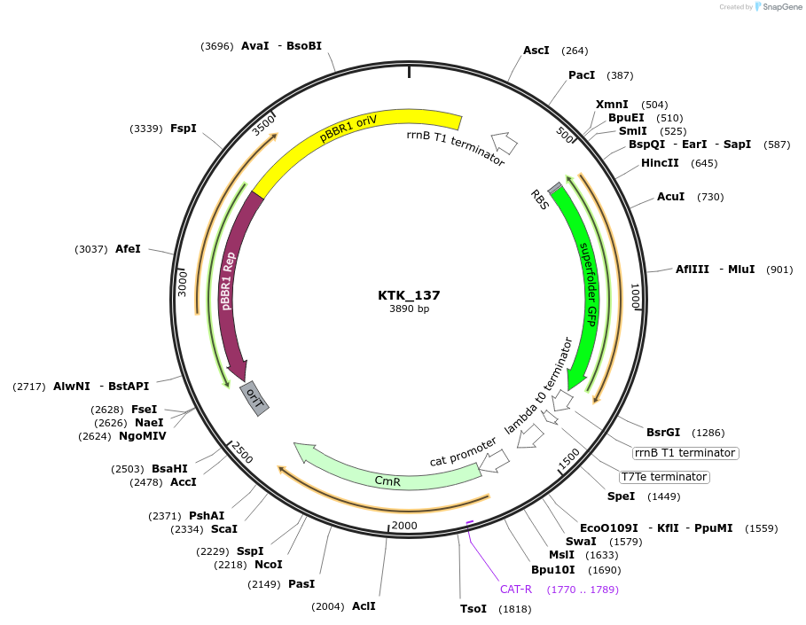 180521-plasmid-map-sequence-id-359535