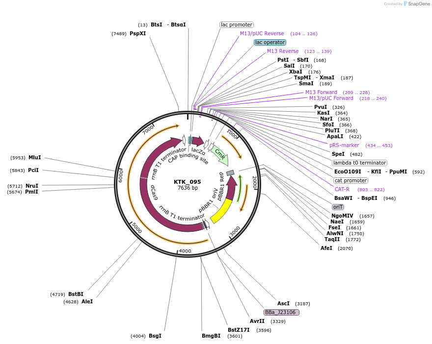 180524-plasmid-map-sequence-id-359542