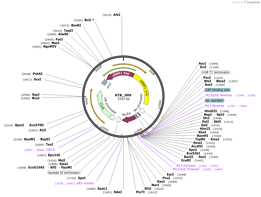 180518-plasmid-map-sequence-id-359548