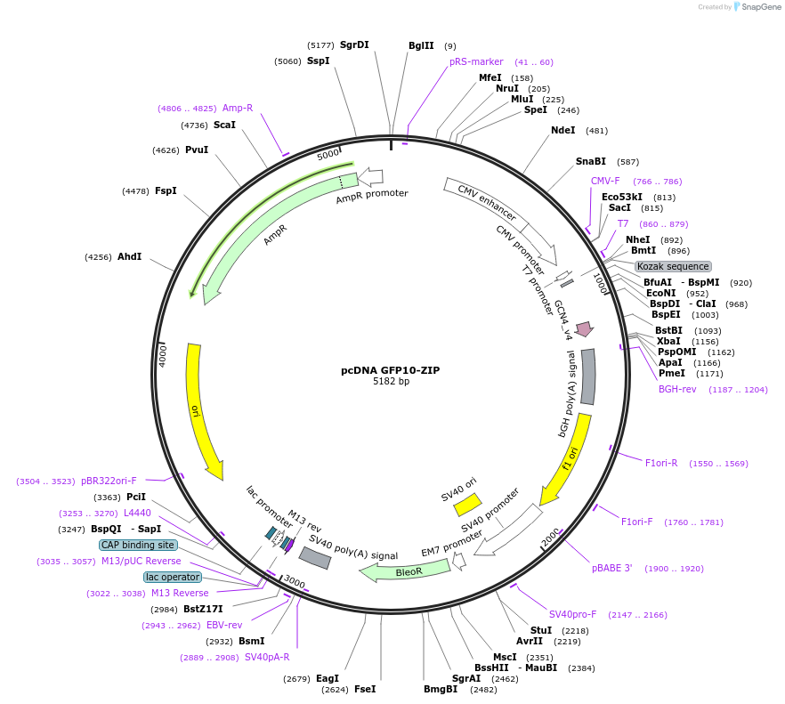 182241-plasmid-map-sequence-id-359553