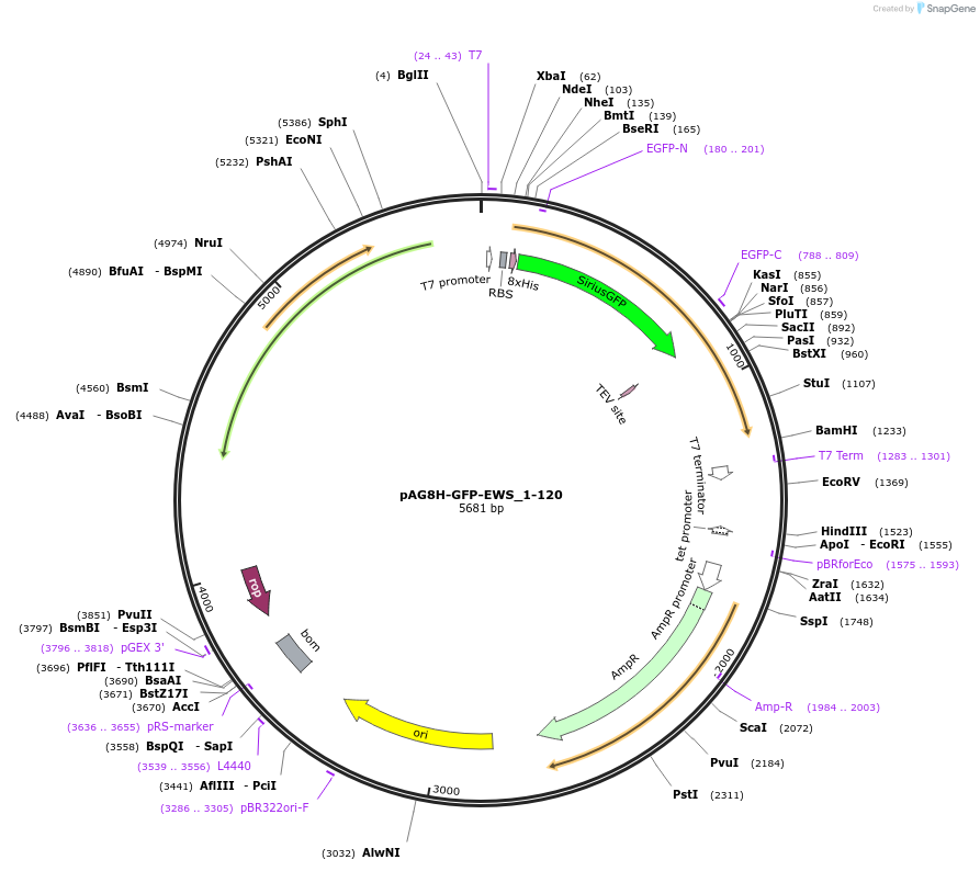 180464-plasmid-map-sequence-id-359559